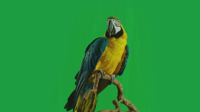 Blue and Yellow parrot macaw ( Ara Ararauna ) flying or standing on branch on green screen background . Shot on ARRI Alexa cinema camera in Slow Motion .	