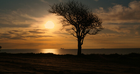 Silhouette tree growing at sea coastline at orange sunrise morning sky cloud