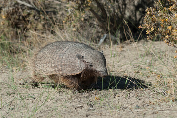 Hairy Armadillo, in grassland environment, Peninsula Valdes, Patagonia, Argentina