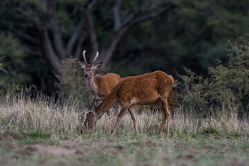 Female Red deer in La Pampa, Argentina, Parque Luro, Nature Reserve