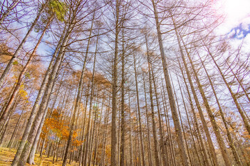 青空と紅葉と葉の落ちた木