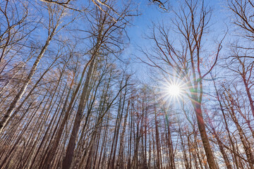青空と葉の落ちた木