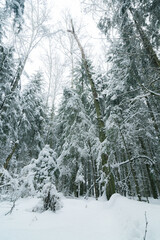 snow covered trees in forest 