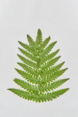 Several green fern leaves arranged in shape of Christmas tree isolated on white background.