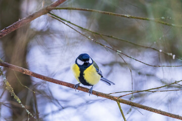 Great tit sitting on tree branch in the forest