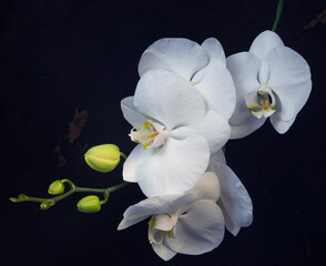 Phalaenopsis; royal class white moth orchid in bloom