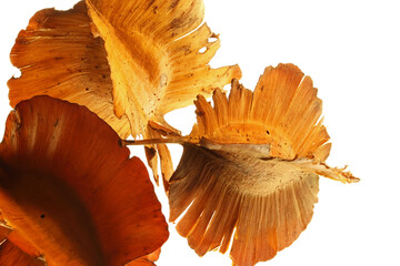 COMBRETUM SEEDS ON A WHITE BACKGROUND