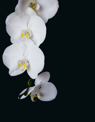 Phalaenopsis, moth orchid flowers