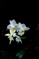 Naklejka na ściany i meble Phalaenopsis, moth orchid flowers