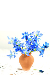 scilla, tiny spring flowers in vase, rustic still life