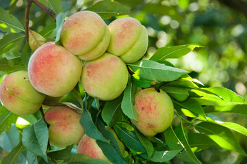 peach tree branch with fruits