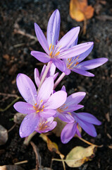 Autumn crocus in bloom at fall, macro