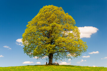 Fototapeta na wymiar single big deciduous tree with perfect treetop in springtime
