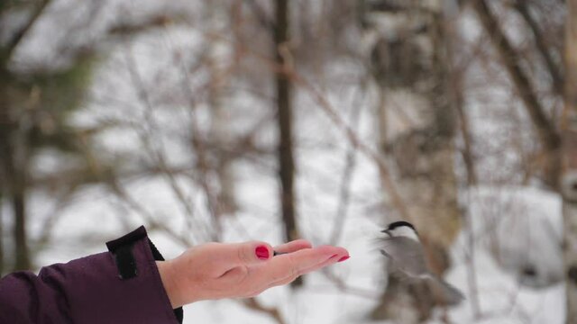 Feeding birds in the winter forest
