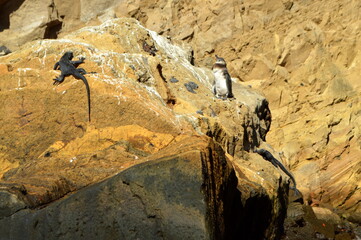 A penguin on the rock in Galapagos islands, Ecuador