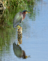 Green heron with blue-green feathers, rusty red neck, and dark green crest is reflected in blue water as it hunts food from a wooden log.