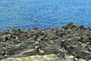 Marine Iguanas basking in the sun on black stones, Fernandina, Galapagos