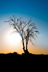 Tree silhouette at sunset. Vertical view. Blue and orange sky.