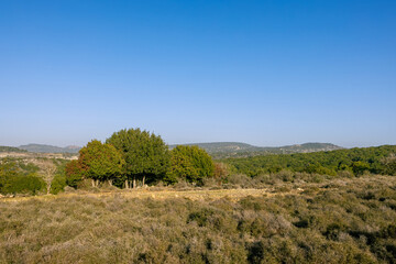 Trees and clean sky for copy space. Yellow field and dry bushes in the north of Israel