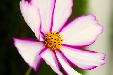 Obraz premium Light white and pink flower with yellow stamens on a green blurred background
