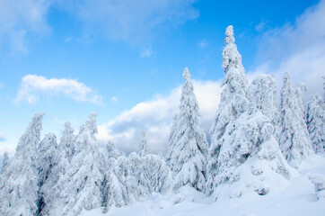 snow covered mountains