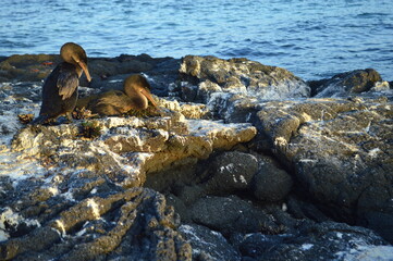 Flightless Cormorant on the nest on Fernandina Island, Galapagos.