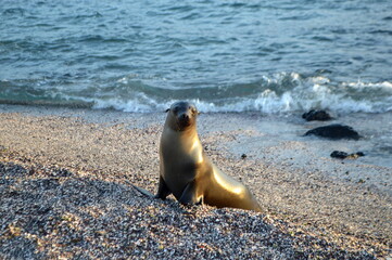 A sea lion hanging out on black rocks in Fernandina island, Galapagos