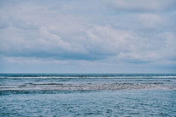Fototapeta na wymiar Seemöven auf einer Sandbank