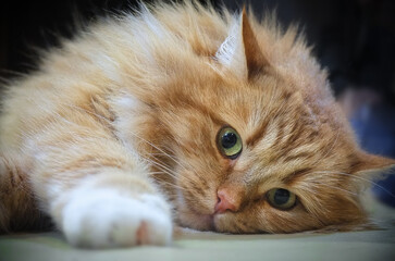 Portrait of a red fluffy cat with green eyes looking directly into the camera lens