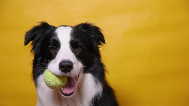 Funny cute puppy dog border collie holding toy ball in mouth isolated on yellow background. Purebred pet dog with tennis ball wants to playing with owner. Pet activity and animals concept