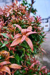 Beautiful Syzygium campanulatum plant growing fresh with raindrops