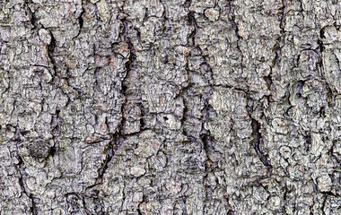 Bark of a Tree