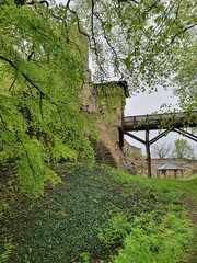 Castle bridge in background linden tree in foreground