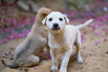stray puppy and bougainvillea