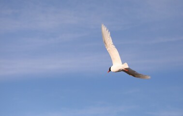 seagull with black head flying high in the blue sky