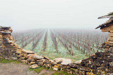 Un mur de vignoble éboulé. Un clos de vignes éboulé. Un vieux mur dans les vignes en hiver. Des vignes en automne. Des vignes automnales
