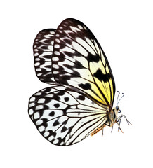 Fototapeta na wymiar Big tropical butterfly for design. Beautiful black and white butterfly isolated on a white. Idea leuconoe. Rice paper butterfly. Large tree nymph. White nymph butterfly.