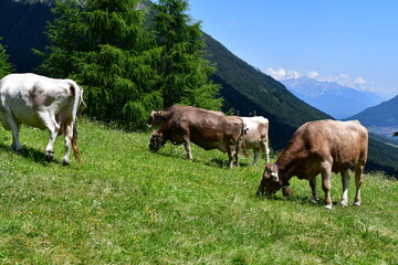 Cows on a meadow in Stubai valley 