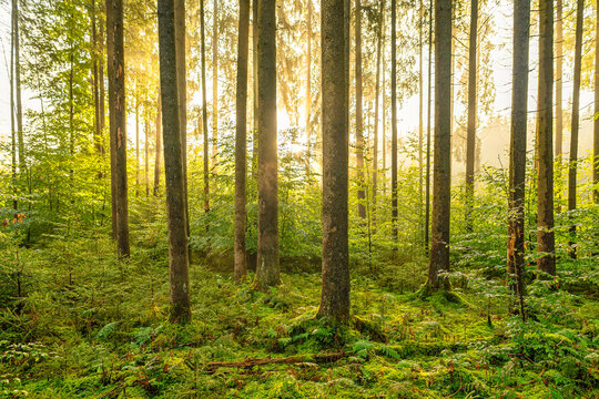 Sunshine in the forest, green and yellow colors in the recreational woods