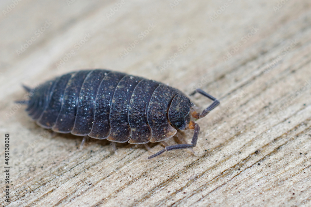 Canvas Prints closeup of a purple form of the common rough woodlouse , porcelio scaber