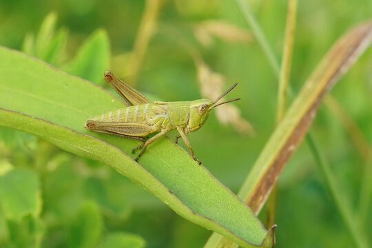 Closeup on a Golen grasshopper, Chrysochraon dispar, sitting