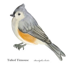 Tufted Titmouse. Watercolor bird illustration isolated on white background.