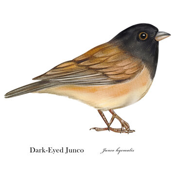Dark-Eyed Junco. Watercolor bird illustration isolated on white background.