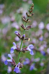 Salvia officinalis, sage inflorescence, macro