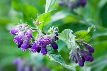 Symphytum officianale, comfrey in bloom close up