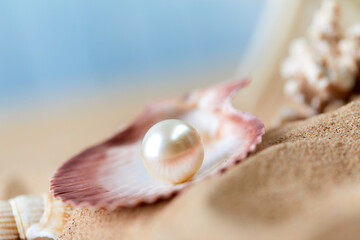 An open sea shell with a pearl inside..