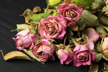 Verblühte rosa Rosen vor dunklem Hintergrund. Die Bedeutung dieser Rosen könnte eine verlorene, aufgegebene oder beendete Liebe sein.