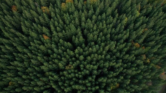 Top down view of autumn forest, fall woodland aerial shot. Drone fly over pine trees and yellow treetops.