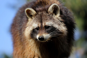 Portrait of adult male common raccoon