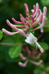 just open flower of Italian honeysuckle, macro